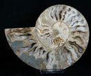 Inch Choffaticeras Ammonite - Rare! #5137-1